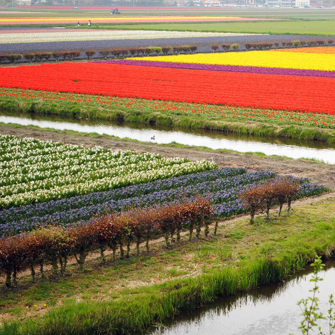 Holland Holland